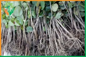 tỷ lệ ra rễ hom cây đàn hương