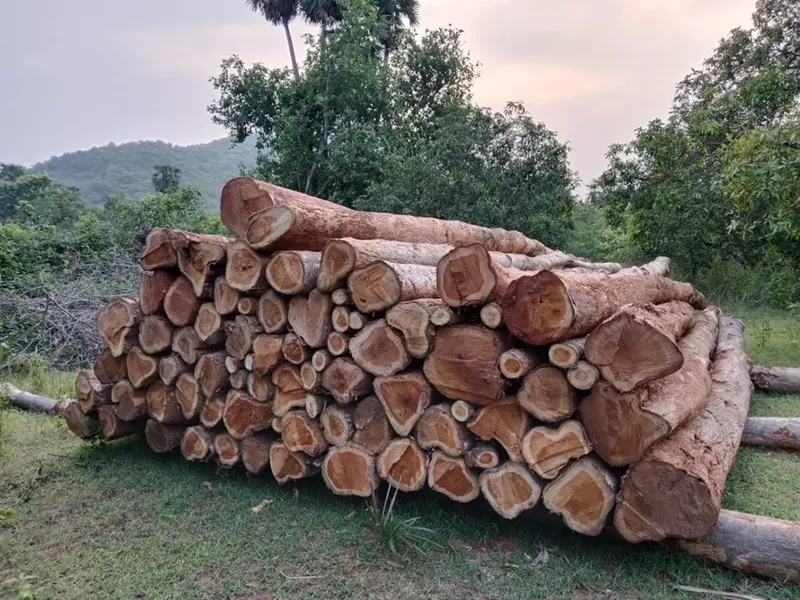 tỷ trọng gỗ đàn hương