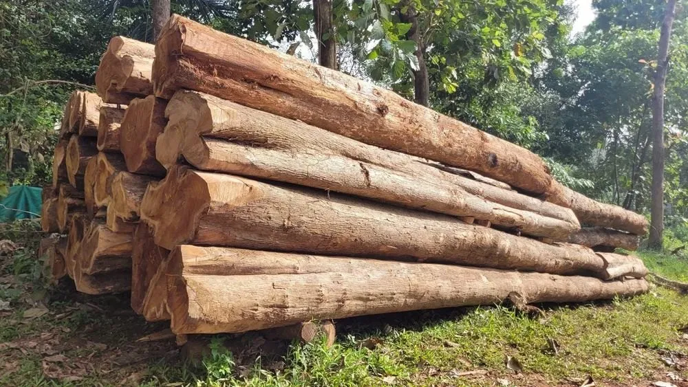 tỷ trọng gỗ đàn hương