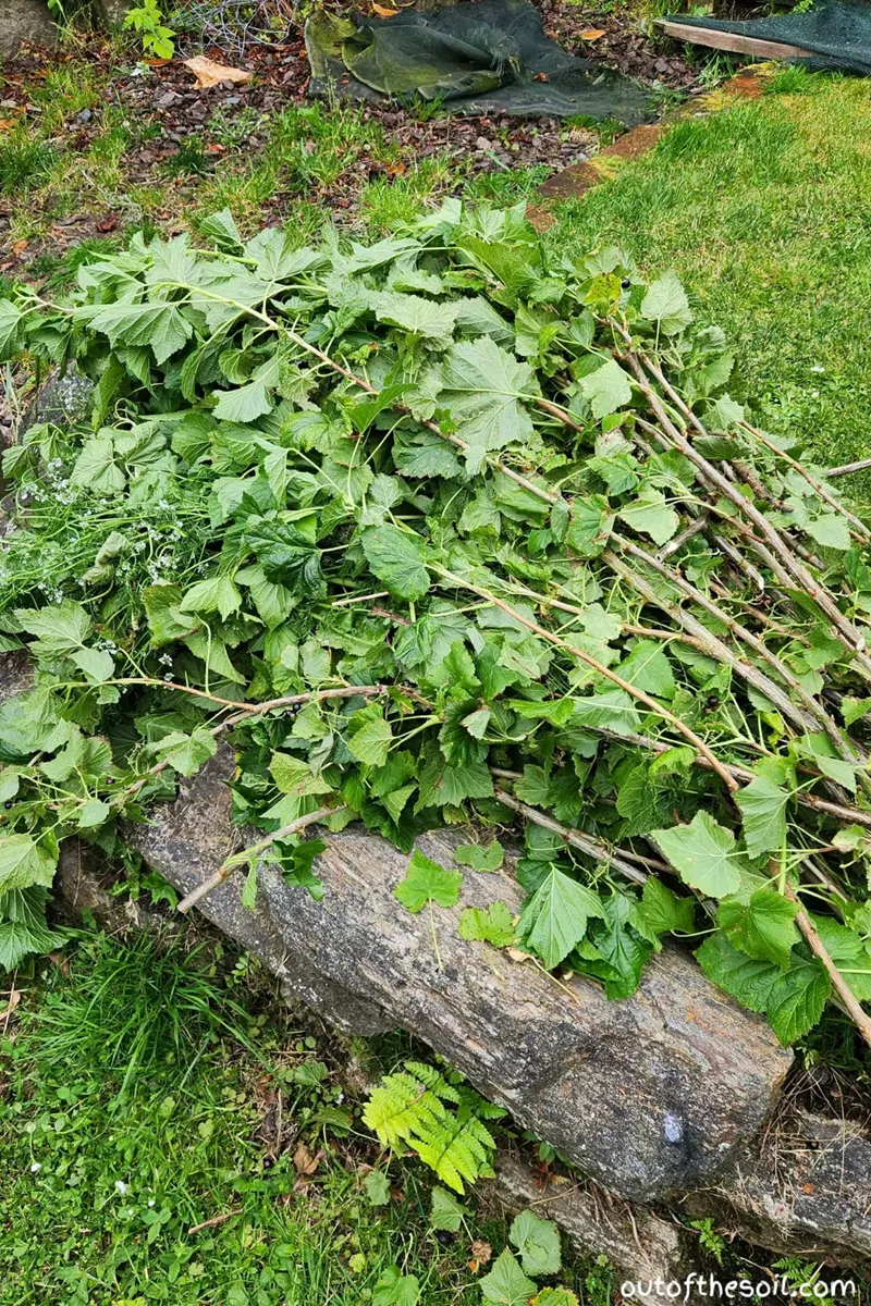 ủ phân từ lá cành đàn hương