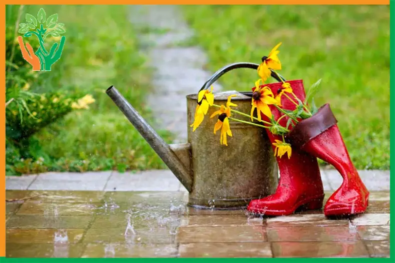 vệ sinh vườn đàn hương sau mùa mưa