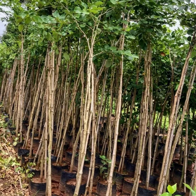 xử lí úng gốc cây đàn hương