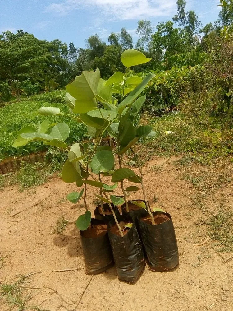 xử lí úng gốc cây đàn hương