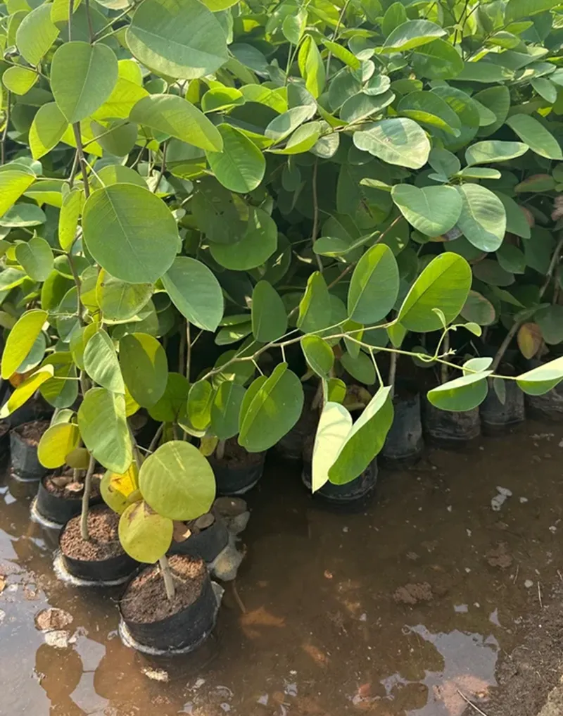 xử lí úng gốc cây đàn hương