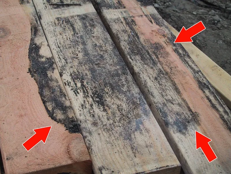 xử lý nấm mốc sau sấy gỗ cho đàn hương