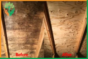 xử lý nấm mốc sau sấy gỗ cho đàn hương