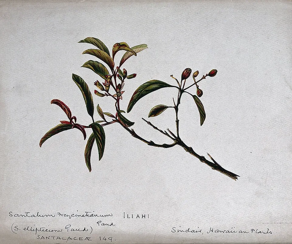 Ý nghĩa đàn hương trong phong thủy