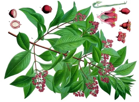 ý nghĩa đàn hương trong phong thủy