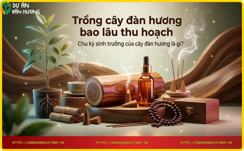 cac-giai-doan-phat-trien-cua-cay-dan-huong-tu-hat-den-truong-thanh Các giai đoạn phát triển của cây đàn hương từ hạt đến trưởng thành