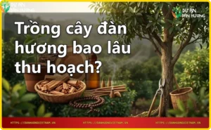 Các giai đoạn phát triển của cây đàn hương từ hạt đến trưởng thành