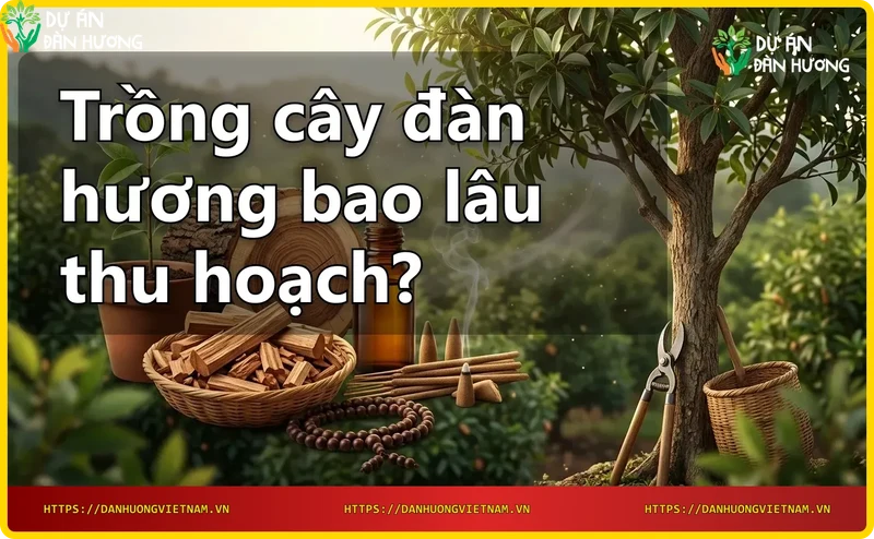cac-giai-doan-phat-trien-cua-cay-dan-huong-tu-hat-den-truong-thanh Các giai đoạn phát triển của cây đàn hương từ hạt đến trưởng thành