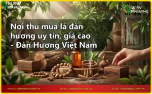 Cân lá đàn hương trên bàn cân gỗ – biểu tượng giao dịch thu mua uy tín