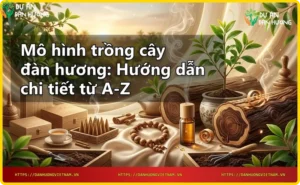 Cây đàn hương giống trong vườn ươm - khởi đầu mô hình trồng cây đàn hương