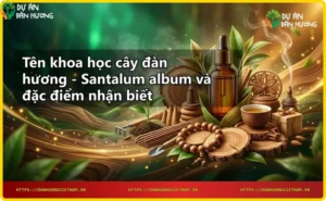 Cây đàn hương non Santalum album với hoa trắng và quả đen