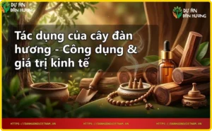 Cây đàn hương trong tự nhiên với thân gỗ và lá xanh