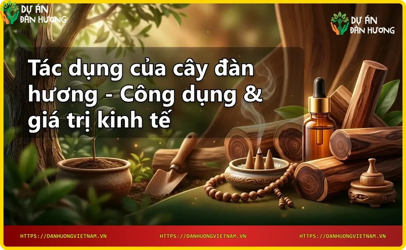 Cây đàn hương trong tự nhiên với thân gỗ và lá xanh