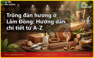 Cây đàn hương trưởng thành với thân gỗ quý và tán lá xanh tại Lâm Đồng