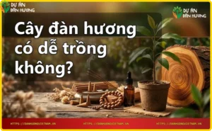 Cây đàn hương trưởng thành với tinh dầu và khói hương, thể hiện giá trị kinh tế