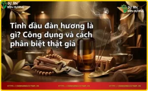 Cây đàn hương và quy trình chiết xuất tinh dầu tự nhiên