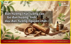 Cây đàn hương và tinh dầu đàn hương nguyên chất