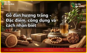 Chi tiết vân gỗ đàn hương trắng tự nhiên