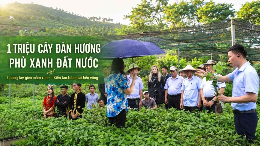 Chiến Dịch 1 Triệu Cây Đàn Hương Phủ Xanh Đất Nước