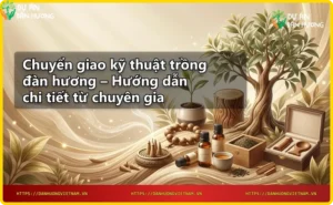 Chuyên gia kiểm tra cây đàn hương giống khỏe mạnh tại vườn ươm
