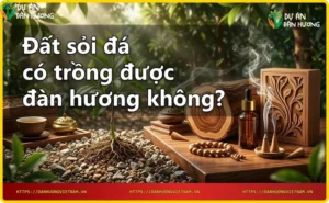 Đất sỏi đá được cải tạo với phân hữu cơ và cây đàn hương non