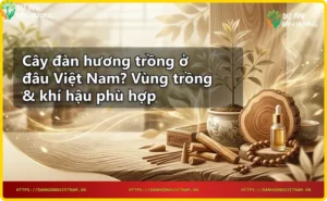 Điều kiện khí hậu phù hợp và thổ nhưỡng lý tưởng cho cây đàn hương
