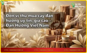 Giới thiệu dịch vụ thu mua cây đàn hương tại Đàn Hương Việt Nam