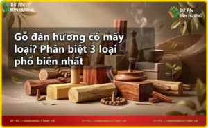Gỗ đàn hương Ấn Độ Santalum album với tinh dầu và hạt đàn hương
