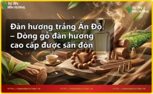 Gỗ đàn hương trắng Ấn Độ thô với vân gỗ tự nhiên