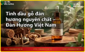 Gỗ đàn hương và tinh dầu gỗ đàn hương nguyên chất