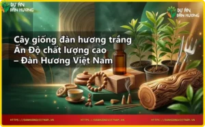 Hàng cây giống đàn hương trắng Ấn Độ trong vườn ươm