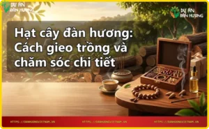 Hạt cây đàn hương màu nâu đen trên nền gỗ