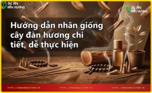 Hạt đàn hương được ngâm và ủ để kích thích nảy mầm