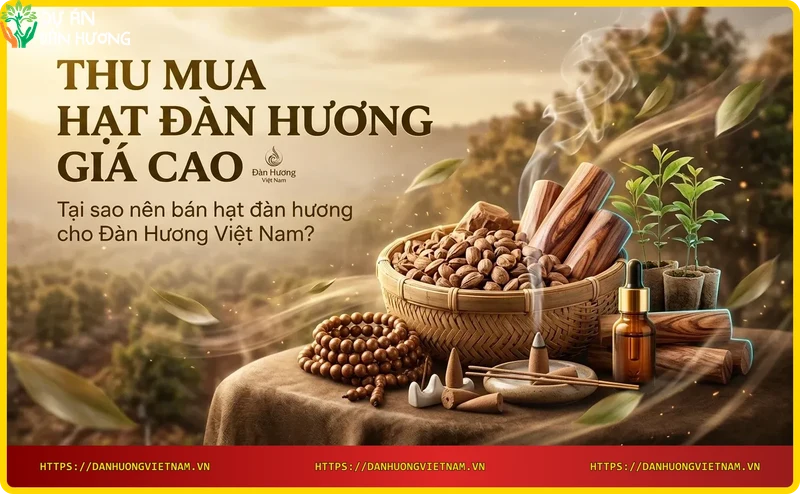 hat-dan-huong-va-tien-mat-thu-mua-gia-cao Hạt đàn hương và tiền mặt - thu mua giá cao