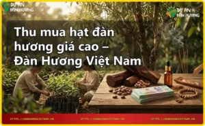 Hạt đàn hương và tiền mặt - thu mua giá cao