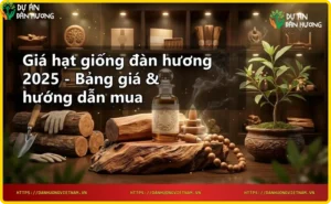 Hạt giống đàn hương được cầm trên tay dưới ánh nắng tự nhiên