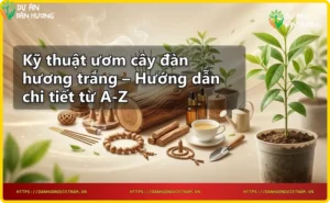 Hạt giống đàn hương trắng chất lượng cao được chọn lọc