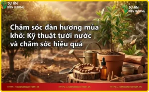 Hệ thống tưới nhỏ giọt cho cây đàn hương