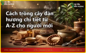 Hướng dẫn trồng cây đàn hương - đặt cây giống vào hố