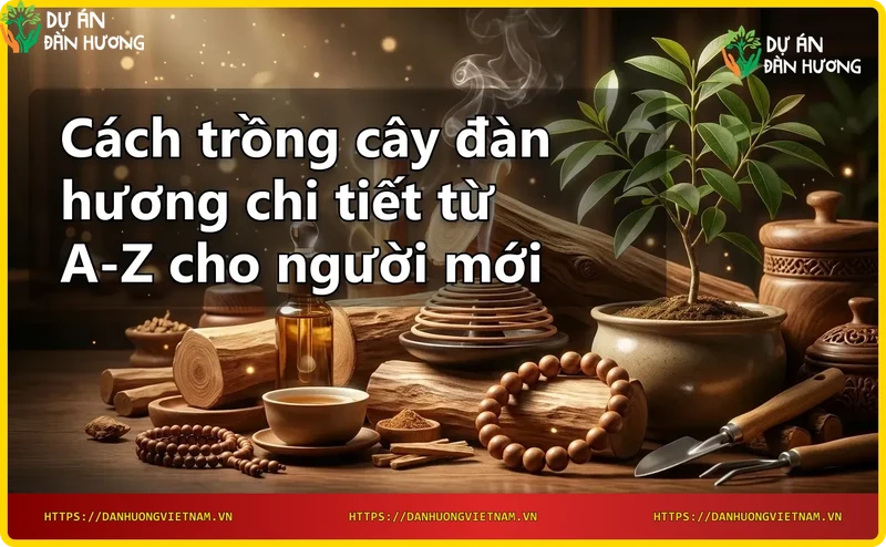 huong-dan-trong-cay-dan-huong-dat-cay-giong-vao-ho Hướng dẫn trồng cây đàn hương - đặt cây giống vào hố
