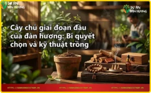 Kỹ thuật trồng cây chủ ngắn hạn cho đàn hương - khoảng cách hợp lý