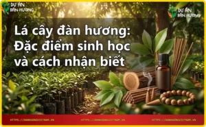 Lá cây đàn hương trong tự nhiên - cành cây với lá xanh bóng