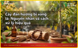 Lá đàn hương bị vàng do thiếu dinh dưỡng