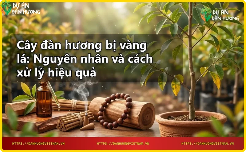 Lá đàn hương bị vàng do thiếu dinh dưỡng