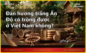 Lá và thân cây đàn hương trắng xanh tốt