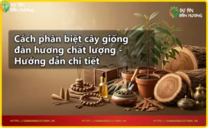Lá và thân cây giống đàn hương – đặc điểm hình thái nhận biết