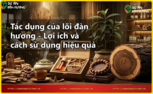 Mặt cắt lõi gỗ đàn hương với vân gỗ và tinh dầu